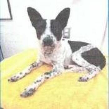 Australian Cattle Dog Blue Heeler and Mixed Breed Dogs Available for Adoption in Buellton, California - Pickles | PetCurious