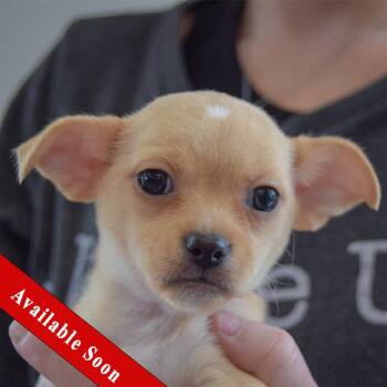 Chihuahua Dogs Available for Adoption - Roxy | PetCurious