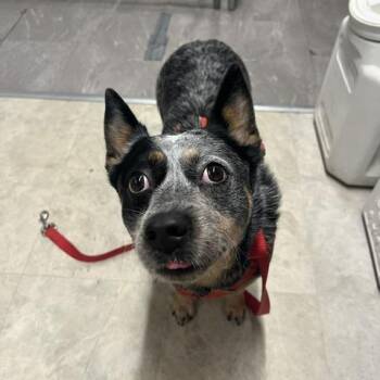 Ruby -  Australian Cattle Dog Blue Heeler Dog for Adoption in Lake Panasoffkee, Florida - Ruby | PetCurious