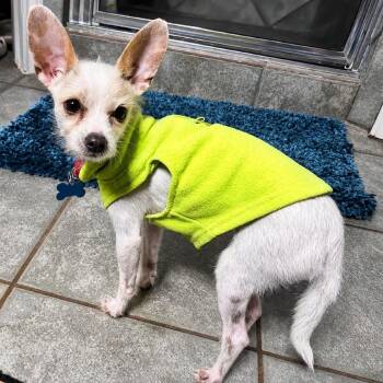 Millie -  Chihuahua and Mixed Breed Dog for Adoption in Boerne, Texas - Millie | PetCurious