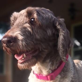 Ursula -  Goldendoodle Dog for Adoption in Houston, Texas - Ursula | PetCurious