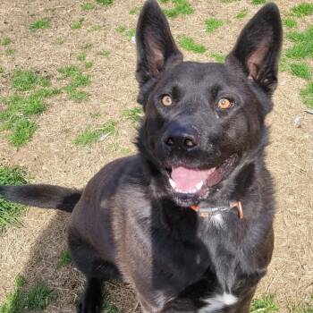 German Shepherd Dog and Mixed Breed Dogs Available for Adoption - Bear | PetCurious