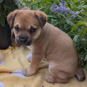 Husky and Shepherd Dogs Available for Adoption in San Antonio, Texas - Yoyo | PetCurious