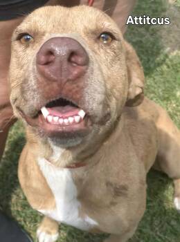 Rescue Mixed Breed Dogs for Adoption in Westborough, Massachusetts - Atticus | PetCurious