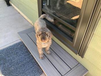 Hazel -  Poodle Dog for Adoption in Hot Springs, South Dakota - Hazel | PetCurious