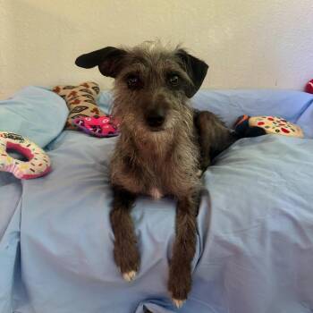 Border Terrier and Greyhound Dogs Available for Adoption in High Ridge, Missouri - Smokey | PetCurious