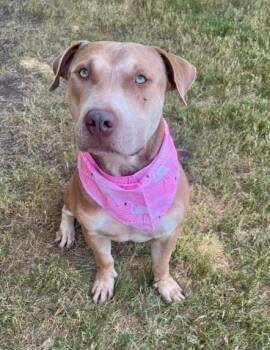 LIL ROY -  Pit Bull Terrier and Mixed Breed Dog for Adoption in Tulsa, Oklahoma - LIL ROY | PetCurious