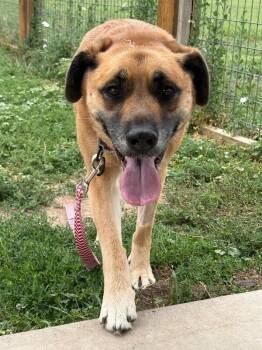 Mavery -  Shepherd and Mixed Breed Dog for Adoption in Fort Collins, Colorado - Mavery | PetCurious