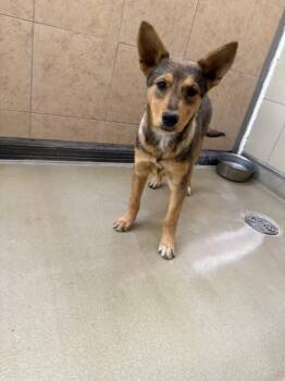 Mixed Breed Dogs Available for Adoption - Baquera | PetCurious