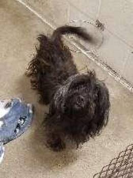 Brewster -  Poodle and Terrier Dog for Adoption in Aurora, Illinois - Brewster | PetCurious