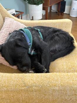 Shih Tzu and Cairn Terrier Dogs Available for Adoption in Portland, Oregon - Snickers | PetCurious