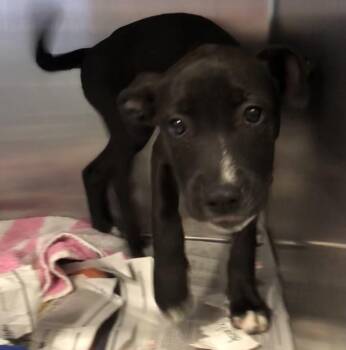 Betty boop -  Boxer Dog for Adoption in Parma, Ohio - Betty Boop | PetCurious