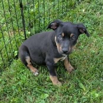 Black And Tan Coonhound and Rottweiler Dogs Available for Adoption in Watertown, Connecticut - Cloe | PetCurious