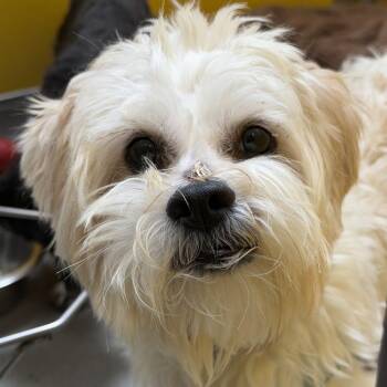 Basil -  Mixed Breed Dog for Adoption in Murray, Utah - Basil | PetCurious