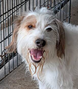 Jeremiah (Photos June 19th 2026) -  Terrier Dog for Adoption in Marietta, Ohio - Jeremiah (Photos June 19th 2026) | PetCurious