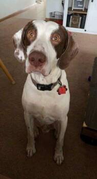 Ranger -  German Shorthaired Pointer Dog for Adoption in Cloquet, Minnesota - Ranger | PetCurious