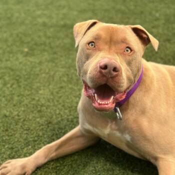 Razzle -  American Bully Dog for Adoption in Los Angeles, California - Razzle | PetCurious