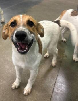 Jang -  Australian Cattle Dog Blue Heeler and Labrador Retriever Dog for Adoption in Fort Lupton, Colorado - Jang | PetCurious