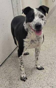 Dozer -  Pit Bull Terrier and Mixed Breed Dog for Adoption in Kansas City, Missouri - Dozer | PetCurious