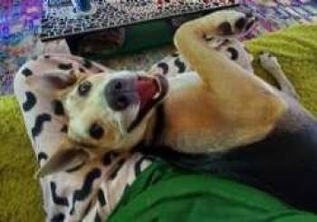 Bagel -  Labrador Retriever and Shepherd Dog for Adoption in Sudbury, Massachusetts - Bagel | PetCurious