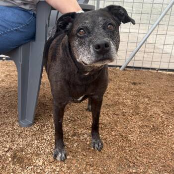 Marley KCAC #421.26 -  Mixed Breed and Catahoula Leopard Dog Dog Available for Adoption in Kerrville, Texas - Marley KCAC #421.26 | PetCurious