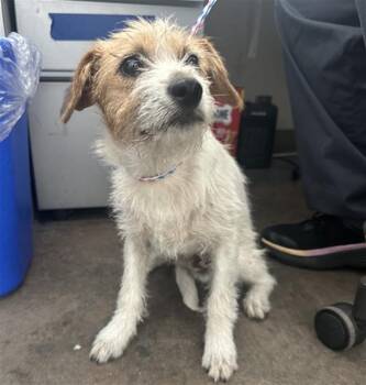 Mixed Breed Dogs Available for Adoption in Dallas, Texas - RIO | PetCurious