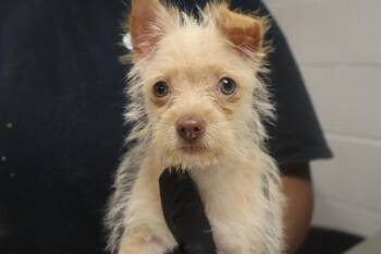 COCO -  Mixed Breed Dog for Adoption in Columbia, South Carolina - COCO | PetCurious