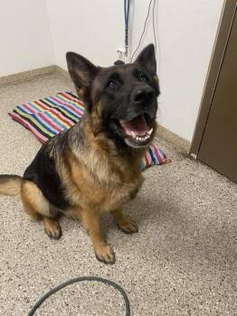 Calico -  German Shepherd Dog Dog for Adoption in Vancouver, Washington - Calico | PetCurious