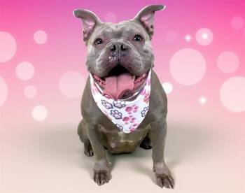 BOMMIE -  American Staffordshire Terrier and Mixed Breed Dog for Adoption in Fort Lauderdale, Florida - BOMMIE | PetCurious