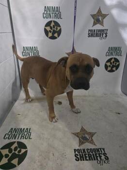 A1274275 -  American Bulldog and Mixed Breed Dog for Adoption in Winter Haven, Florida - A1274275 | PetCurious