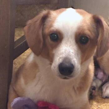 Hound and Mixed Breed Dogs Available for Adoption in San Francisco, California - Bingo | PetCurious