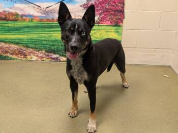 Rescue Australian Cattle Dog Blue Heeler Dogs for Adoption in San Marcos, California - URGENT! SAVE ME PLEASE! Makenzie - ID#A545815 | PetCurious