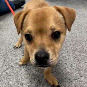 Scooter -  Mixed Breed Dog for Adoption in Jeffersonville, Indiana - Scooter | PetCurious