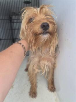 A660010 -  Yorkshire Terrier Dog for Adoption in Houston, Texas - A660010 | PetCurious