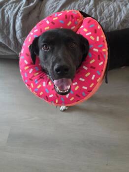 Labrador Retriever and Mixed Breed Dogs Available for Adoption - Capuano / Lightning | PetCurious