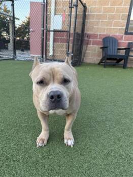 Rescue American Bulldog and Mixed Breed Dogs for Adoption in Hutchinson, Kansas - Lucy | PetCurious