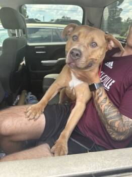 Rescue Mixed Breed Dogs for Adoption in Chamblee, Georgia - Courtney | PetCurious