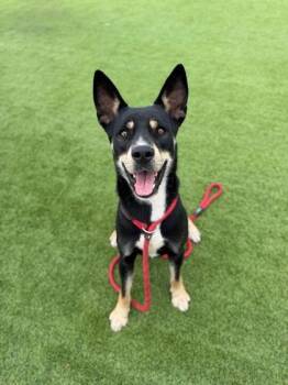 Terrier and Mixed Breed Dogs Available for Adoption in Daytona Beach, Florida - Noku - 1 | PetCurious