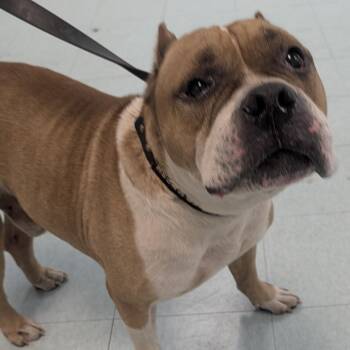 Bennie -  Mixed Breed Dog for Adoption in Philadelphia, Pennsylvania - Bennie | PetCurious