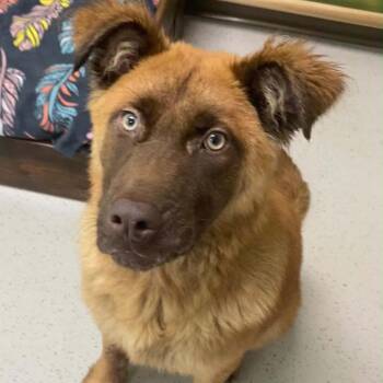Kingsley -  Mixed Breed Dog for Adoption in Auburn, New Hampshire - Kingsley | PetCurious