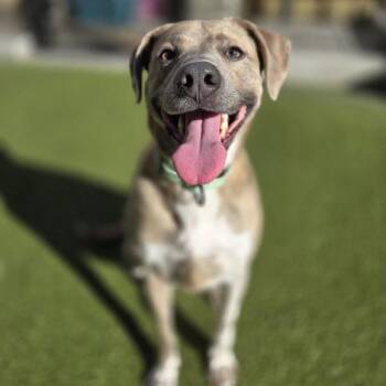 Gertie -  Mixed Breed Dog for Adoption in Wantagh, New York - Gertie | PetCurious