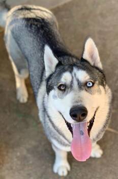 RICK -  Siberian Husky Dog for Adoption in Riverside, California - RICK | PetCurious