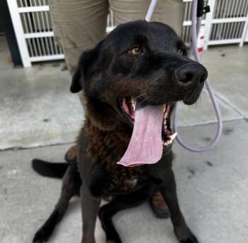 Malibu -  Labrador Retriever Dog for Adoption in Washington, District Of Columbia - Malibu | PetCurious