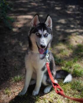 Possum -  Siberian Husky Dog for Adoption in Vancouver, Washington - Possum | PetCurious
