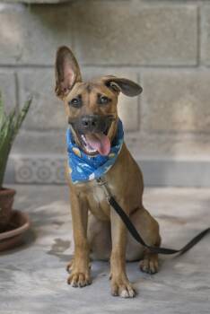 Simba -  Shepherd and Chihuahua Dog for Adoption in Calgary, Alberta - Simba | PetCurious
