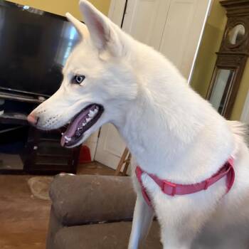 Husky Dogs Available for Adoption - Ella Nieve | PetCurious