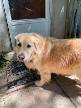 BENTLEY -  Golden Retriever Dog for Adoption in Toronto, Ontario - BENTLEY | PetCurious