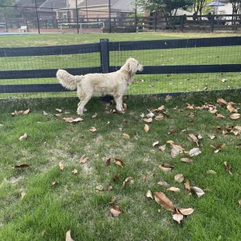 Golden Retriever Dogs Available for Adoption - Sunny  | PetCurious