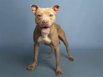 Pit Bull Terrier Dogs Available for Adoption - BULLWINKLE | PetCurious