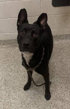 Zephyr -  Mixed Breed Dog for Adoption in Kansas City, Missouri - Zephyr | PetCurious